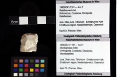 Foto (Objket + Etiketten) von Mundopsidae indet. 